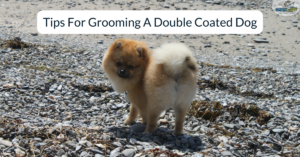 grooming a double coated dog