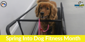 spring into dog fitness month