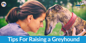 tips for raising a greyhound