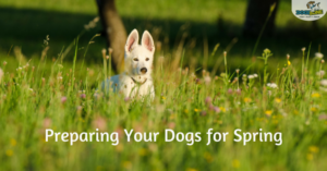 preparing your dogs for spring