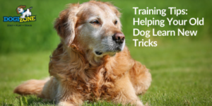 training tip: helping your old dog learn new tricks