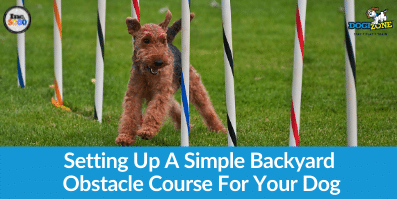 Simple Backyard Obstacle Course For Your Dog - May 20, 2021