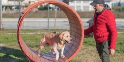 Dog Tunnels - Setting Up A Simple Backyard Obstacle Course For Dog