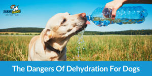 The Dangers Of Dehydration For Dogs