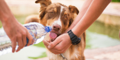 Recognizing The Dangers Of Dehydration For Dogs