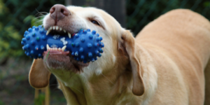 Spoil Your Dog Day with a new toy