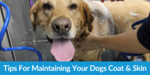 Tips For Maintaining Your Dogs Coat And Skin