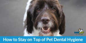 How to Stay on Top of Pet Dental Hygiene