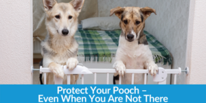 Protect Your Pooch – Even When You Are Not There