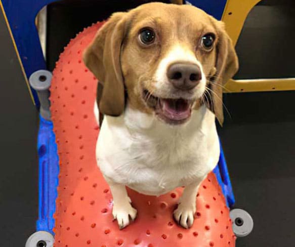 dog in canine fitness class