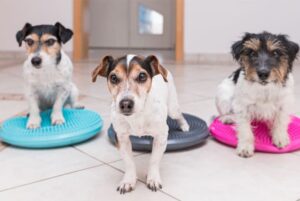 dogs in canine fitness class