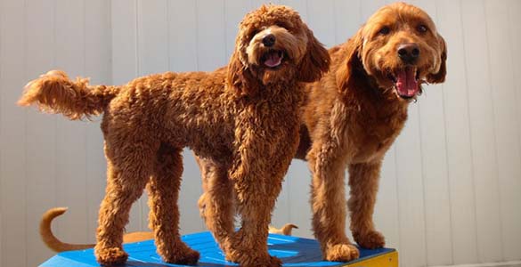 dogs on the play yard