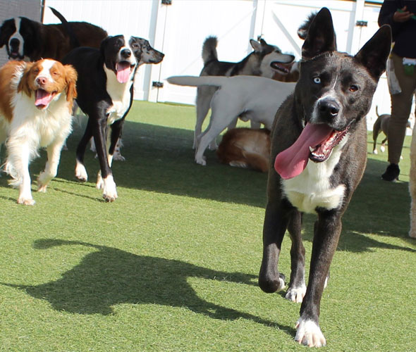 Dog Daycare Rockville MD Dog Daycare Rockville MD