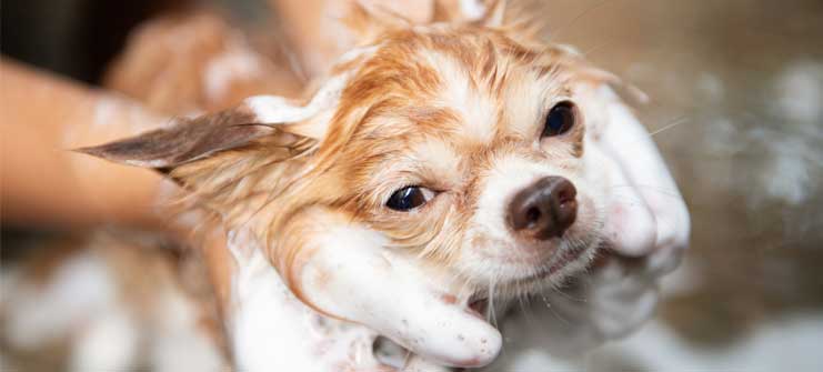 Dog getting bathed at Dogizone DIY Wash