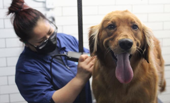 dog grooming rockville md dog grooming rockville md