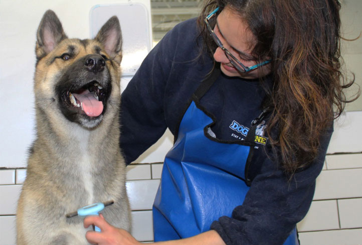 dog getting brushed at the groomer