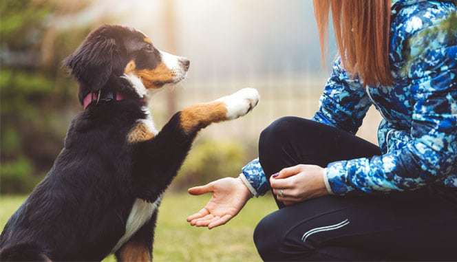 dog learning how to give a low five