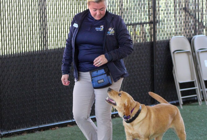 dog working with a trainer