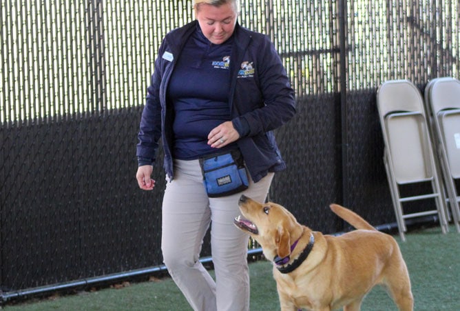 dog-training-image-6 dog working with a trainer