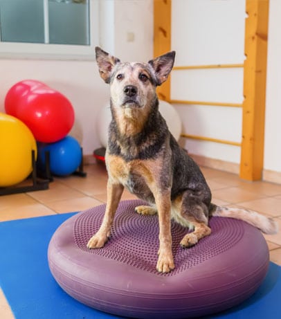 dog in canine fitness class