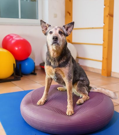 dogizone-canine-fitness-image-v1 dog in canine fitness class
