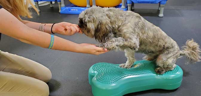 dog in canine fitness class