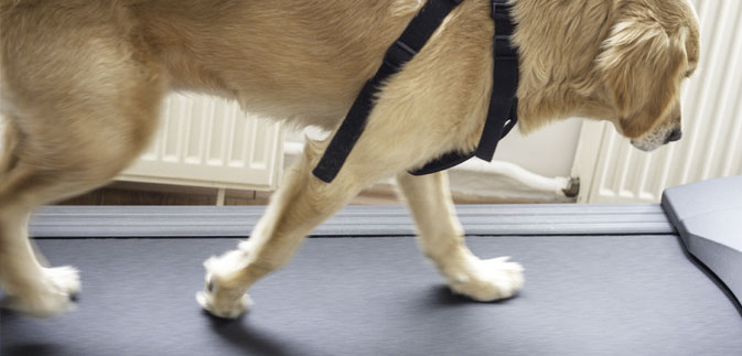 golden retriever on treadmill