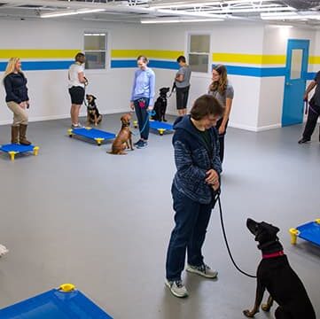 group of dogs and owners in training