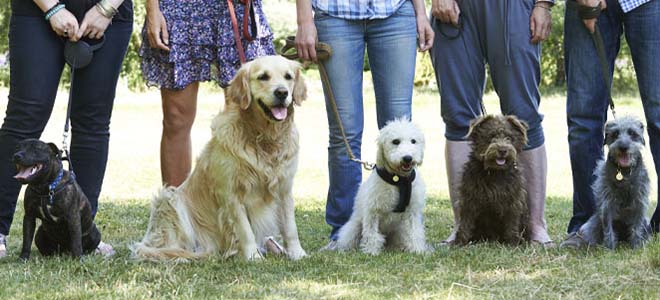 group-training-image-v1-rev group of dogs and owners in training