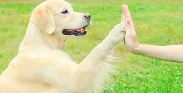 dog learning how to high five