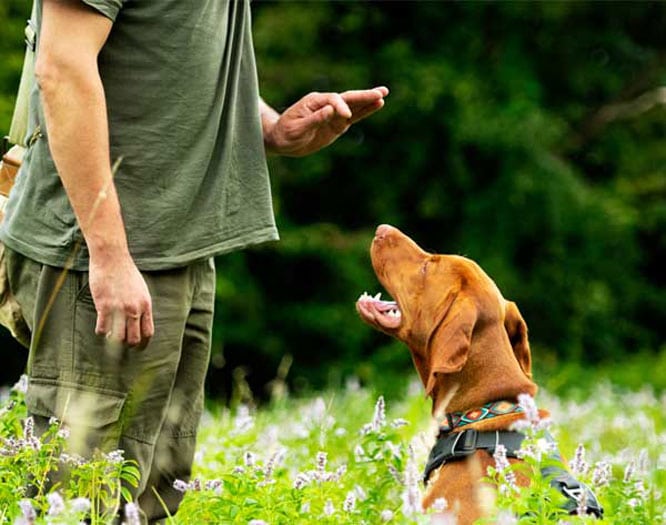 private dog training private dog training