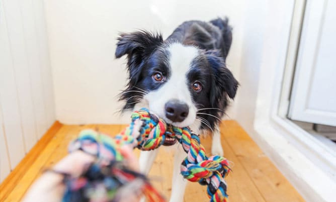 retail-store-image-1-1 dog playing with a toy