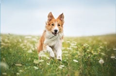 dog running through a field of flowers
