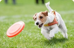small dog chasing a frisbee