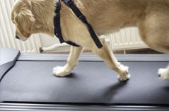 dog walking on a treadmill