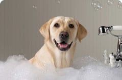 dog in a bubble bath