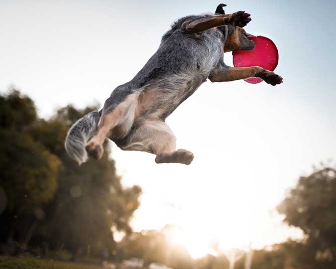 dog catching a frisbee