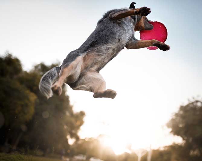 training-image-7 dog catching a frisbee