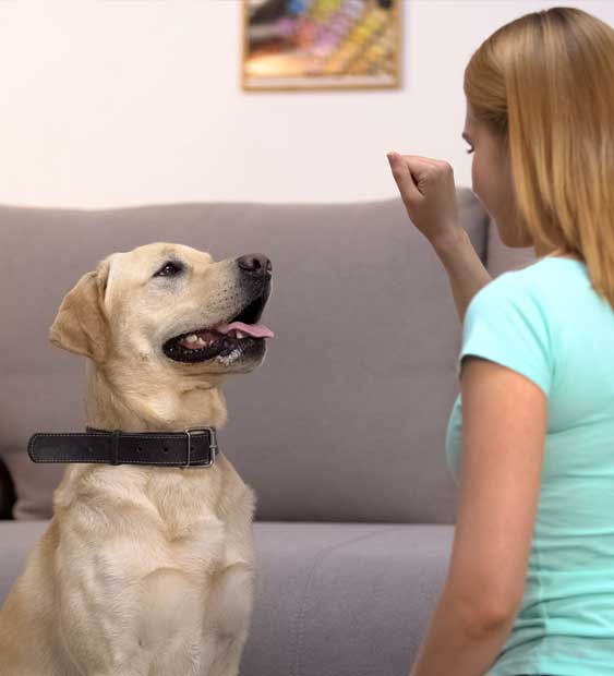 training-image-8 dog learning how to sit with owner using signs