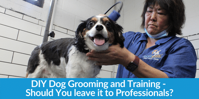 DIY Dog Grooming and Training - Should You leave it to Professionals?