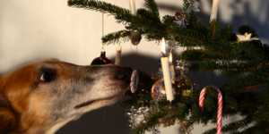 Dog in Tree -Keep Pets Safe This Holiday Season