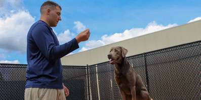 DIY Dog Grooming and Training