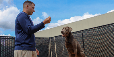 Professional Dog training Professional Dog training