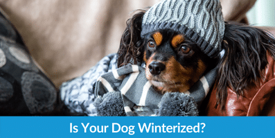 Is Your Dog Winterized?
