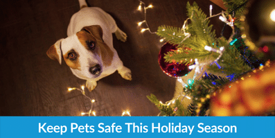 Keep Pets Safe This Holiday Season
