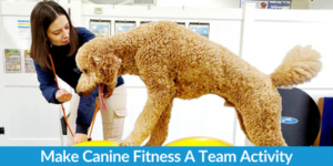 Make Canine Fitness A Team Activity