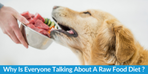 Why Is Everyone Talking About A Raw Food Diet For Dogs?