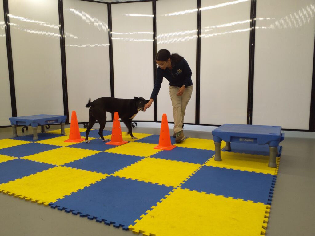 Professional Dog Training in Rockville, MD DogiZone