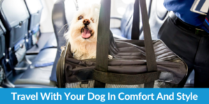 Travel With Your Dog In Comfort And Style
