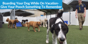 Boarding Your Dog While On Vacation- Give Your Pooch Something To Remember